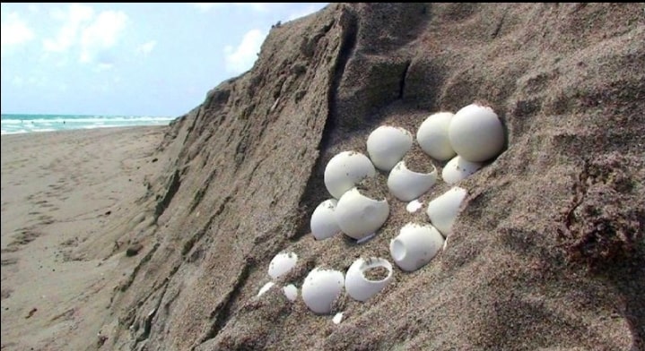 कछुए के अंडो का समूह 